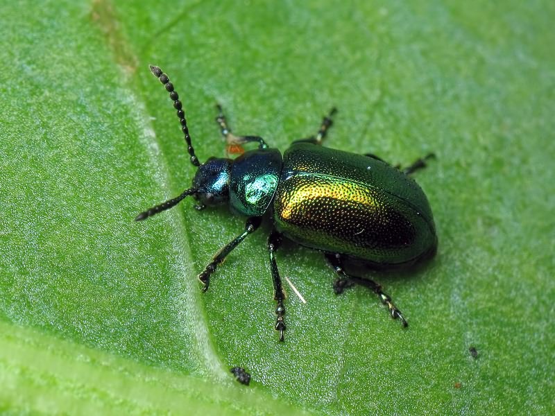 Gastrophysa viridula (De Geer, 1775)